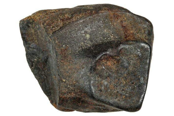 Fossil Triceratops Shed Tooth - Montana #350724